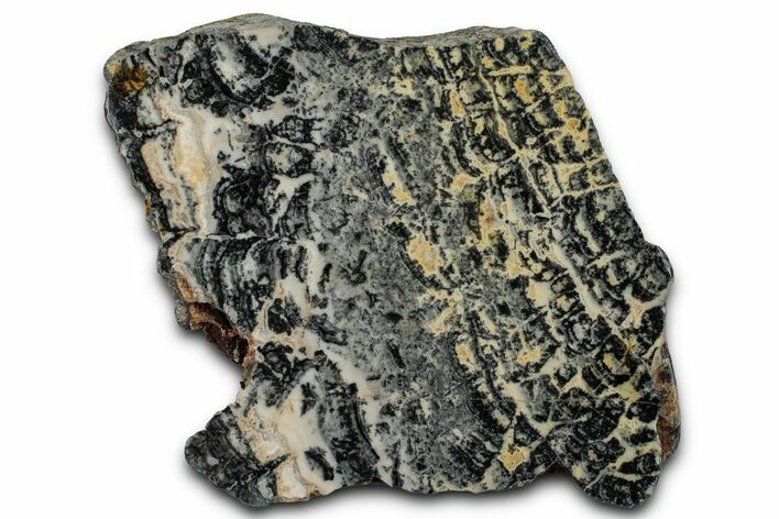 Proterozoic Columnar Stromatolite (Asperia) Section - Australia #353606